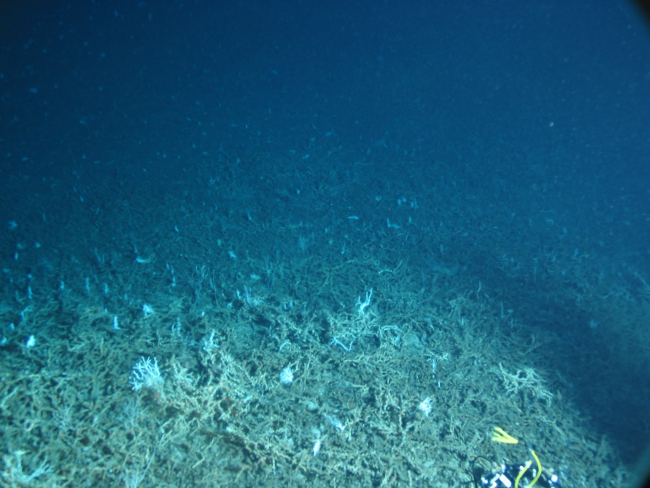 Dive at Popenoe's Coral Mounds
