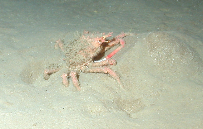 A small crab half buried in the sand