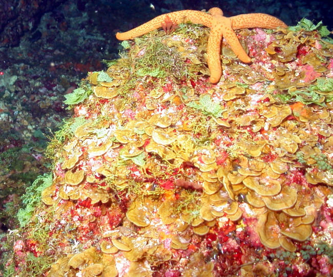 Orange seastar residing on mound covered by brown leafy Lobophora variegataalgae