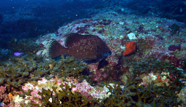 The marbled grouper (Epinephelus inermis)