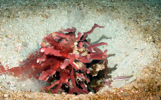 Brown branch coral