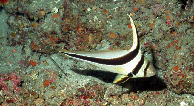 A jackknife fish (Equetus lanceolatus)