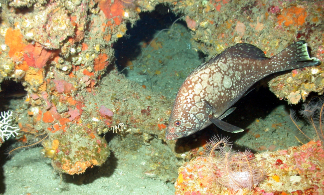 A marbled grouper (Epinephelus inermis)