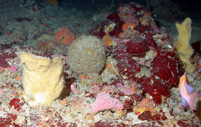 A number of sponge species in image