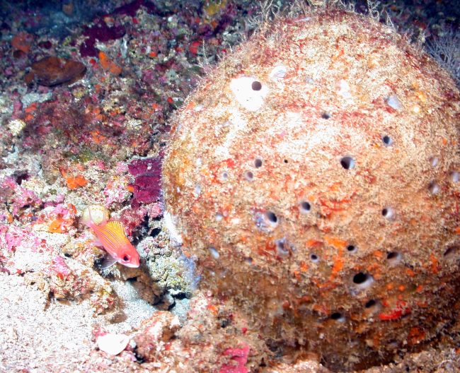 A large round sponge that looks somewhat like a bowling ball