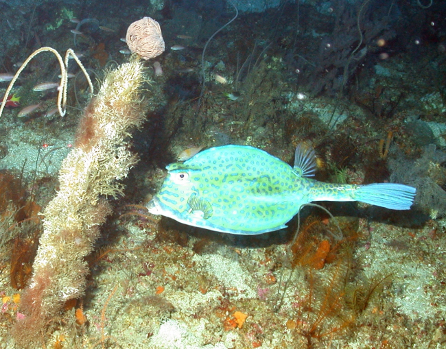 A scrawled cowfish (Acanthostracion quadricornis)