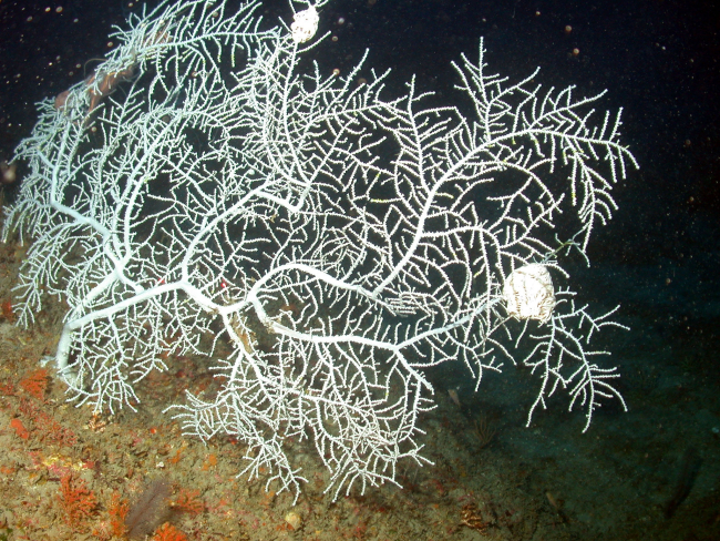 A white gorgonia coral