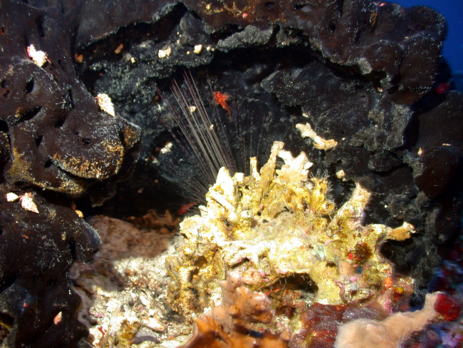 A large black sponge with sea urchin spines and yellow encrustation in foreground