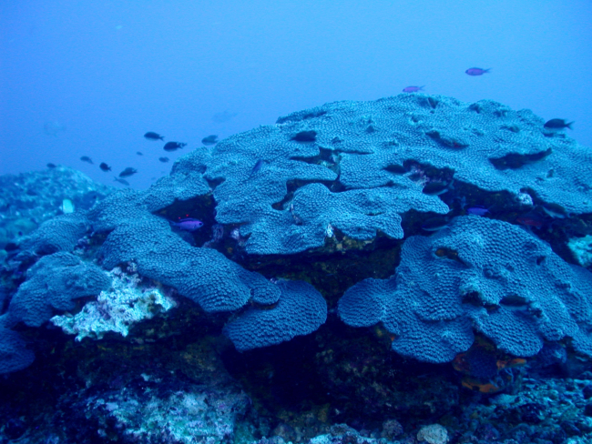 Coral (Montastrea cavernosa)