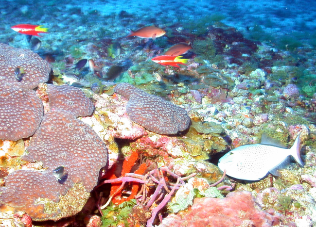 Coral (Montastrea cavernosa) with spotfin hogfish  ,creole , reef butterfly fish and an assortmentof smaller fish