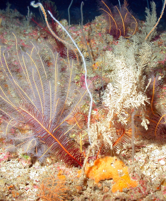 Crinoids, hydroids, and whip coral