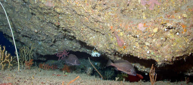 Cubbyu (Pareques umbrosus) under ledge