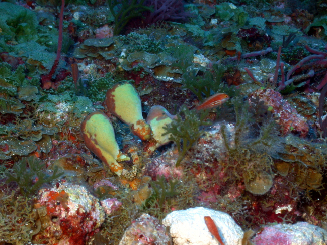 Numerous types of algae visible in this image