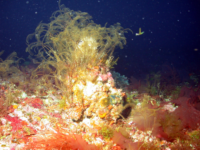 A hydroid, which although an animal, appears like a plant-like bush