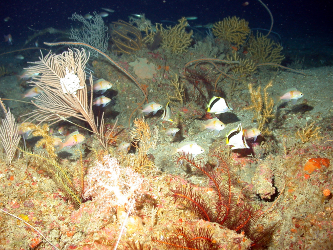 Numerous soft corals and reef fish