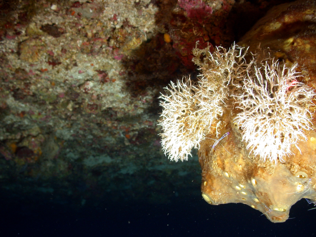 Peterson's cleaner shrimp on a large sponge with colonial tubeworms