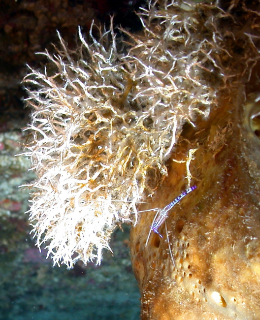A closer view of Peterson's shrimp with colonial tubeworms