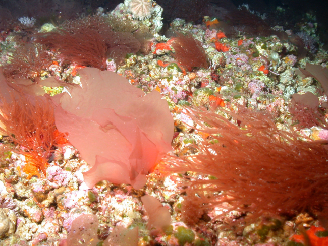 Several species of red algae grow on rhodoliths at about 75 m depth (225 ft)Notable species include Halymenia, composed of large, flat blades (large pinkseaweed in center); Gracilaria blodgettii, a cylindrical species in rightforeground; Kallyemia westii, a pale pink species with perforated blades inextreme left center foreground