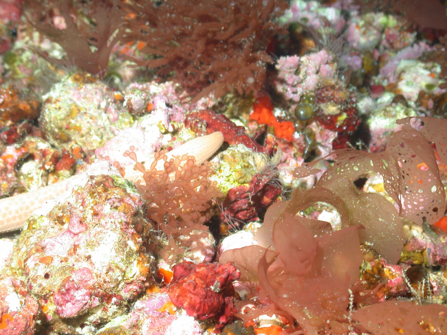 Rhodophyta algae with large brown and white sea cucumber