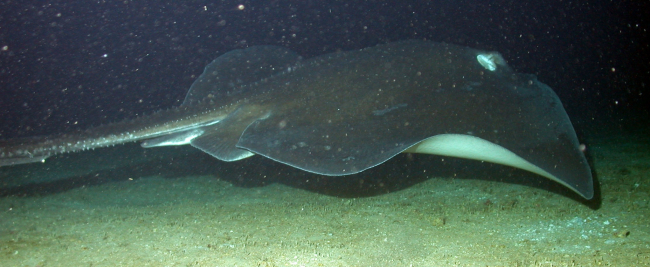 A rough-tail ray flying above the bottom