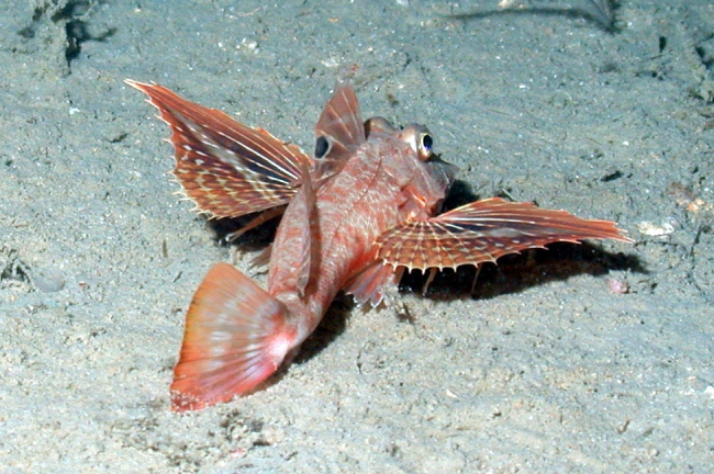 A searobin with fins extended in order to look more formidable