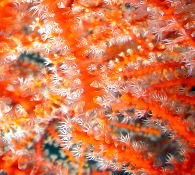 Closeup of a red gorgonian with polyps extended