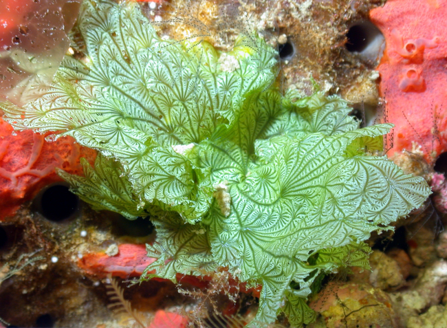 The stunning leafy green algae (Anadyomene lacerata)