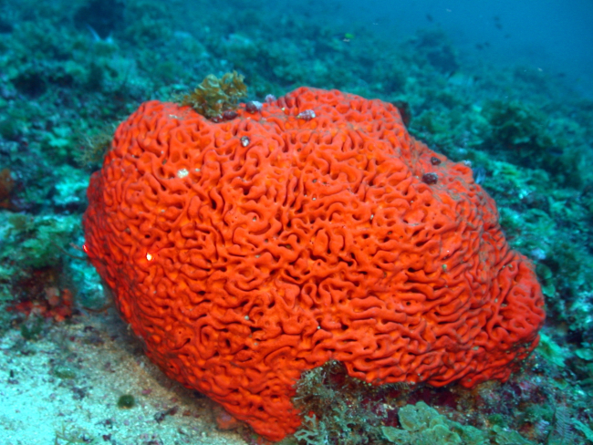 An orange sponge