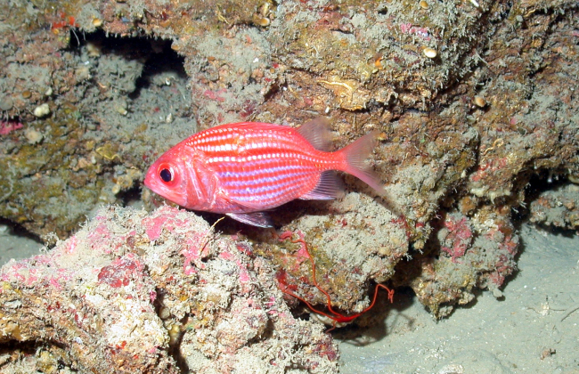 A bigeyed soldierfish