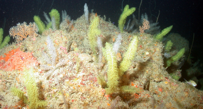 Bottlebrush coral