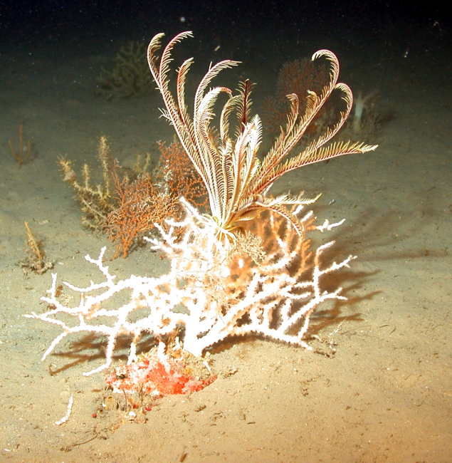 A branched coral and crinoid