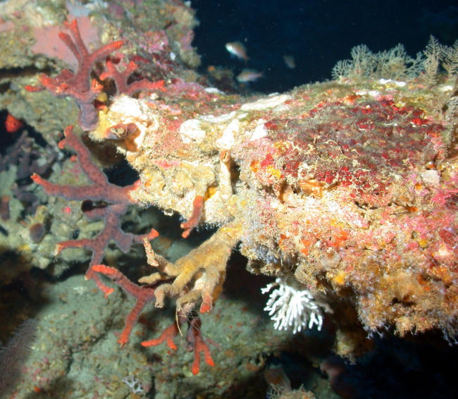 A brown branching sponge