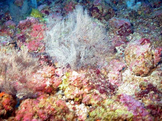 A black coral bush