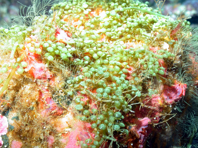 Green grape algae (Caulerpa cavernosa)