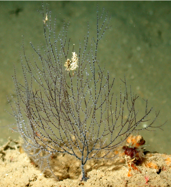 A blue coral bush