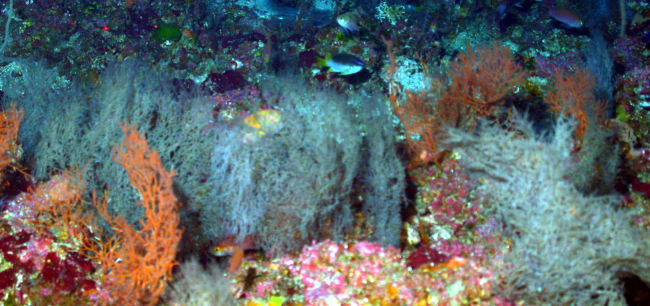 Coral habitat