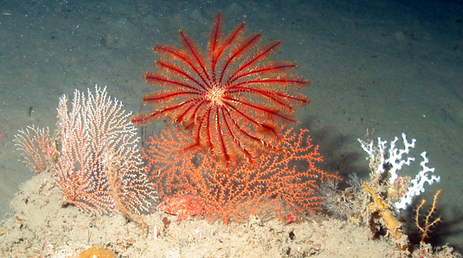 A red crinoid