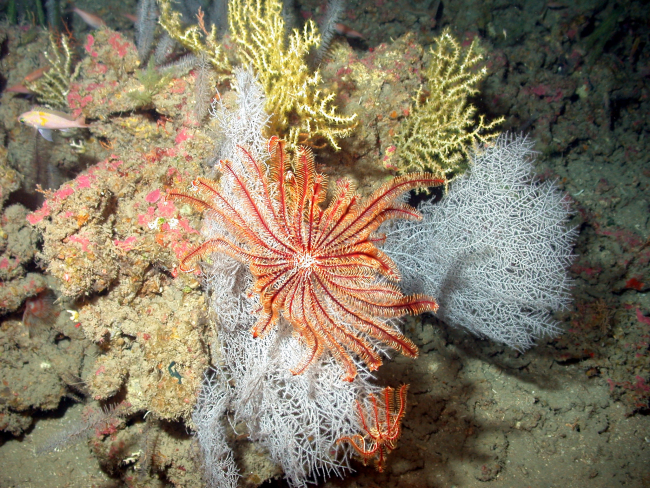 A red crinoid and a white gorgonian
