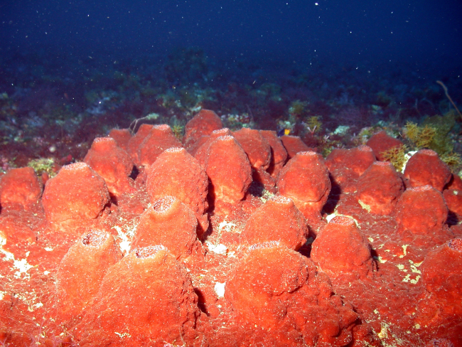 Red conical sponges