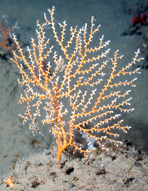 Gorgonian coral feeding
