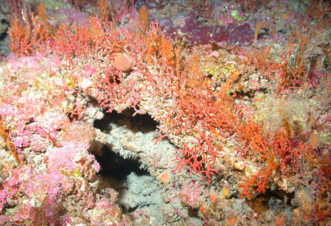 A small grotto covered by red gorgonian coral and red algae