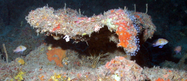 Overhanging rock structure with reef fish and a variety of invertebrates