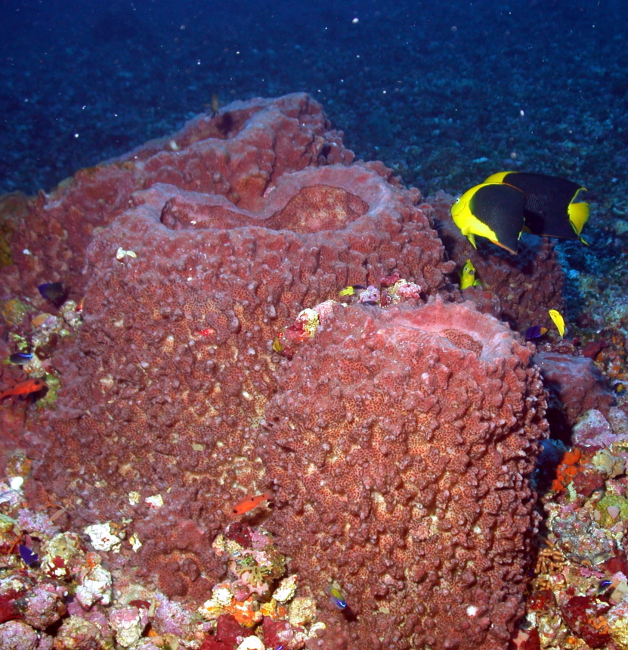 Large red sponges with rock beauties