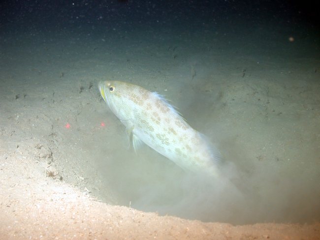Grouper fish in what appears to be a brine seep depression