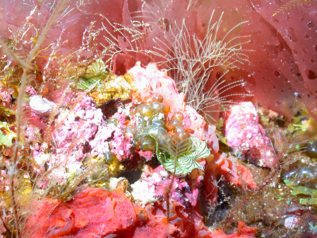 A beautiful boquet of marine plants - green and red leafy algae as well as grape algae