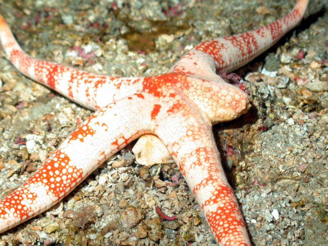 An orange and white starfish that is regenerating its fifth leg
