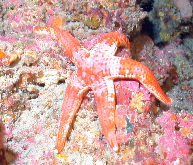 An orange and white starfish