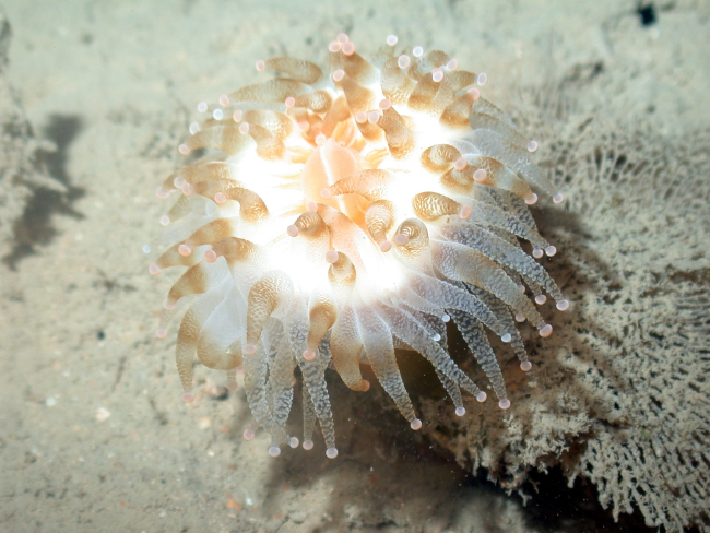 A large sea anemone