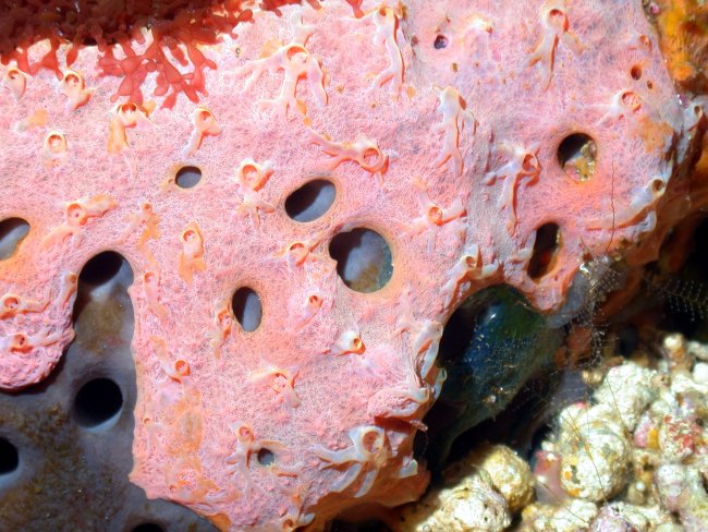 A red sponge with red algae at top and grape algae at lower right