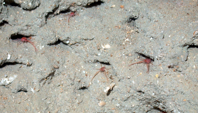 Squat lobster condominium on continental slope offshore from Flower Garden Banks